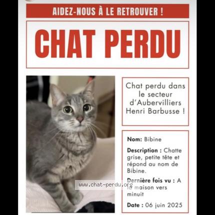 Photo 1/1 Bibine Chat lost in Aubervilliers