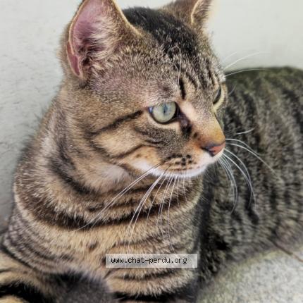 Photo 1/1 Tigrou Chat lost in Marseille