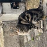 Picture of cat found at Marcq En Baroeul