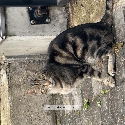 Photo 1/1 Found cat Found in Marcq en baroeul