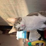 Picture of cat lost at Langres