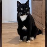 Picture of cat lost at Saran