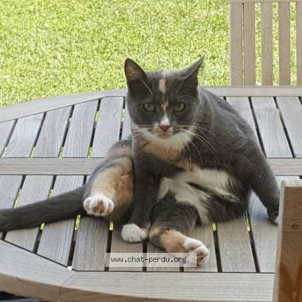 Photo 1/1 Myst&eacute;rieuse Chat lost in Saint briac sur mer