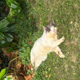 Picture of cat found at Le Grais