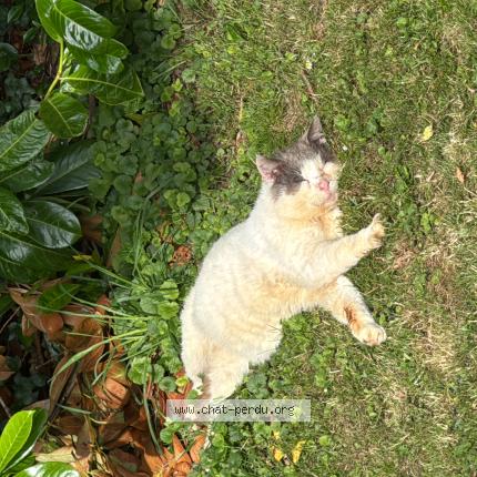 Photo 1/1 Found cat Found in Le grais