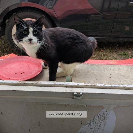 Photo 1/1 Found cat Found in Bellebat