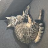 Picture of cat found at Trevoux