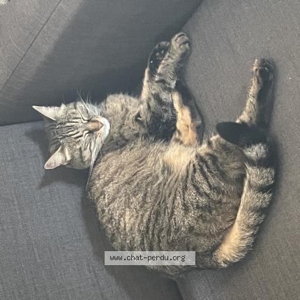 Photo 1/1 Found cat Found in Trevoux