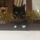 Picture of cat lost at Virsac