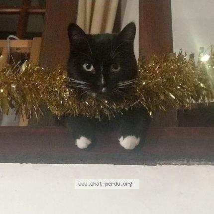 Photo 1/1 moony Chat lost in Virsac