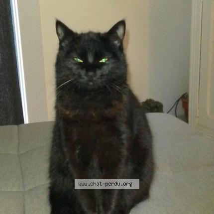 Photo 1/1 Oumie Poupie Chat lost in Salses le chateau