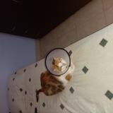 Picture of cat found at Panama