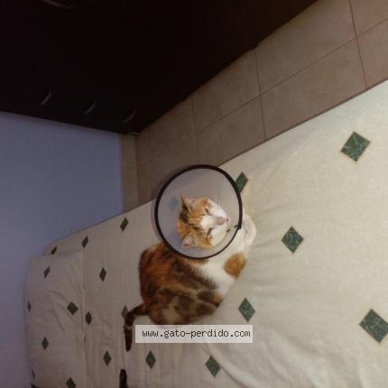 Photo 1/1 Found cat Found in Panama