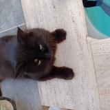 Picture of cat found at Lunel