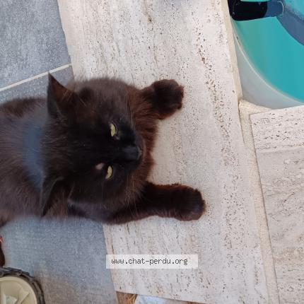 Photo 1/1 Found cat Found in Lunel