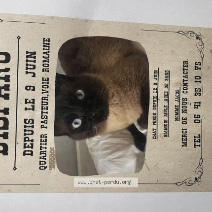 Photo 1/1 Jacob Chat lost in Nice