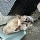 Picture of cat found at Amiens