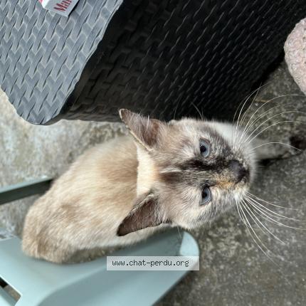 Photo 1/1 Found cat Found in Amiens