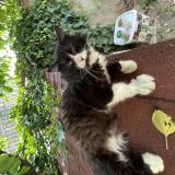 Picture of cat found at Saint Chaptes