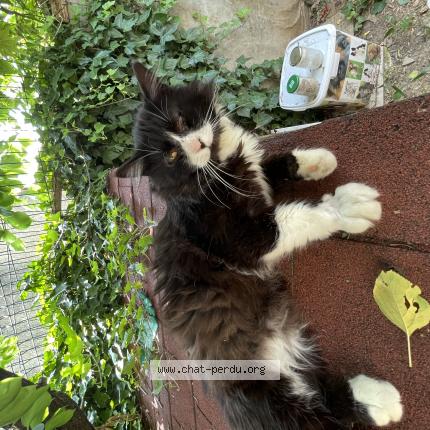 Photo 1/1 Found cat Found in Saint chaptes