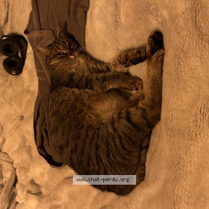 Photo 1/1 Napo Chat lost in Rillieux la pape