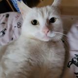 Picture of cat lost at Thiers