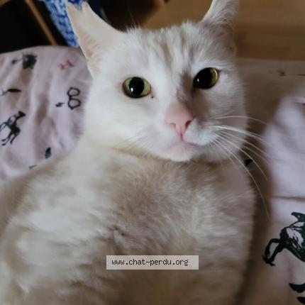 Photo 1/1 Yuki Chat lost in Thiers