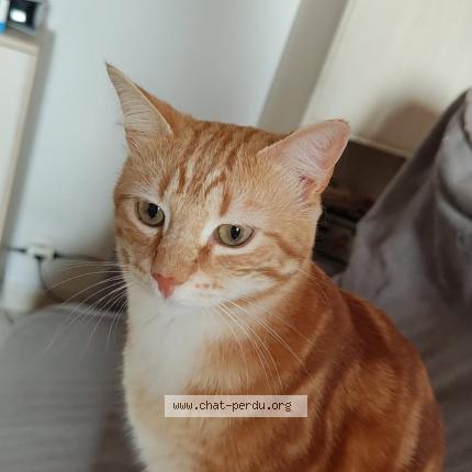 Photo 1/1 Bibu Chat lost in Landifay et bertaignemont