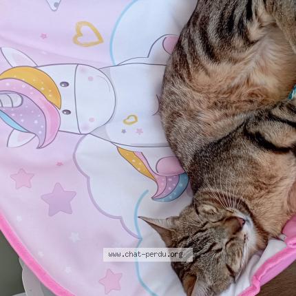 Photo 1/1 Selfie Chat lost in Anse