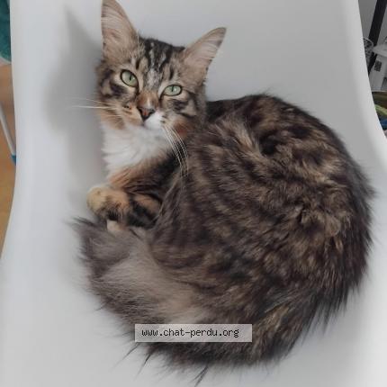 Photo 1/1 Joey Chat lost in Caudry