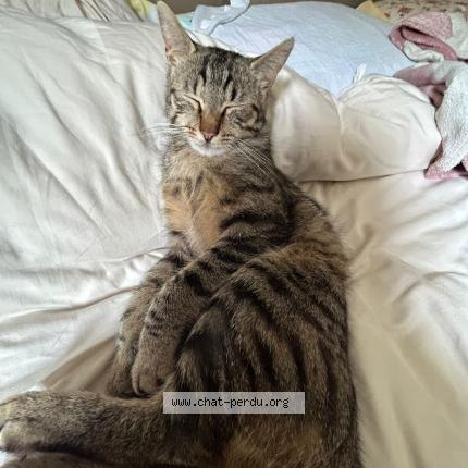 Photo 1/1 Myst&egrave;re Chat lost in Boissy le cutte