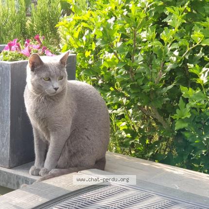 Foto 1/1 Sissi Kat vermist in Petit Hallet