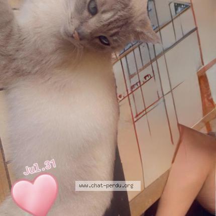 Photo 1/1 Kinder Chat lost in Tourcoing