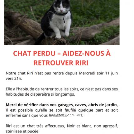 Photo 1/1 Riri Chat lost in Bessay sur allier