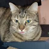 Picture of cat lost at Breteuil Sur Iton