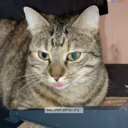 Photo 1/1 Ruby Chat lost in Breteuil sur iton