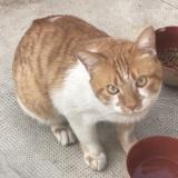 Picture of cat found at Nimes