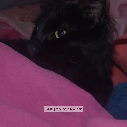 Photo 1/1 Javi Chat lost in Billinghurst