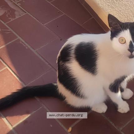 Foto 1/1 Kat teruggevonden Vermist in Bruxelles
