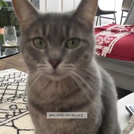 Photo 1/1 Cali Chat lost in Lamothe capdeville