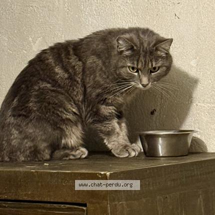 Photo 1/1 Souris Chat lost in Echirolles