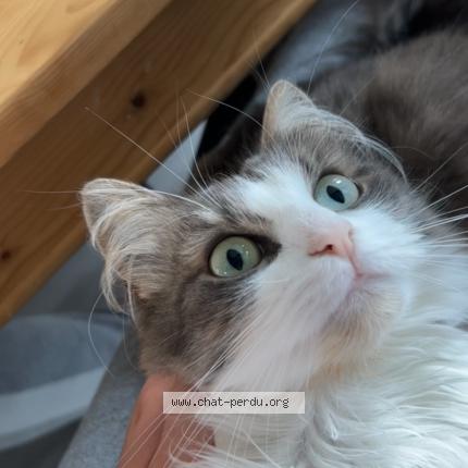 Photo 1/1 Lilith Chat lost in Montigny en gohelle