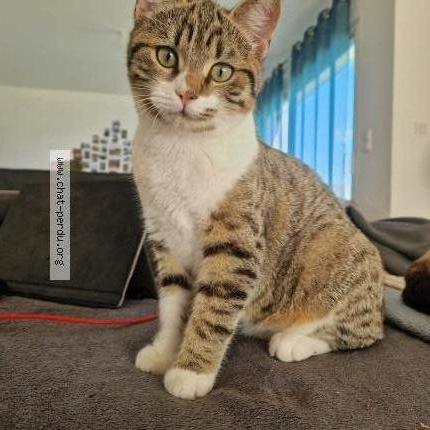 Photo 1/2 Yoko Chat lost in Laigne