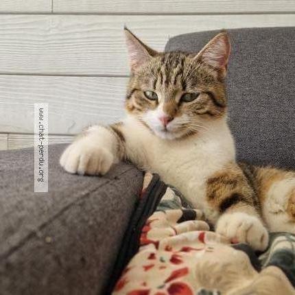 Photo 2/2 Yoko Chat lost in Laigne