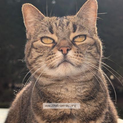 Photo 1/1 Brooklyn Chat lost in Andresy