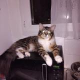 Picture of cat lost at Caudry