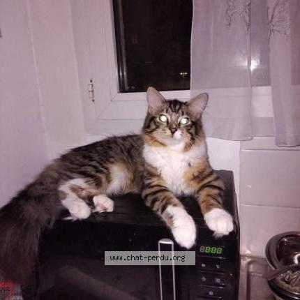 Photo 1/2 Joey Chat lost in Caudry