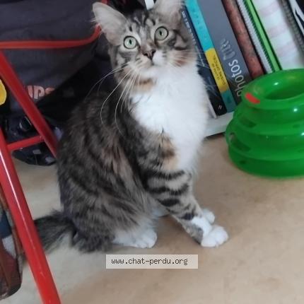 Photo 2/2 Joey Chat lost in Caudry