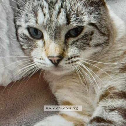 Photo 1/1 Moustache Chat lost in Bondues