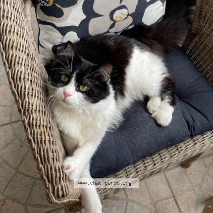 Photo 1/1 HAPPY Chat lost in Corbeil essonnes